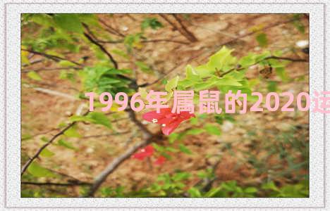 1996年属鼠的2020运势