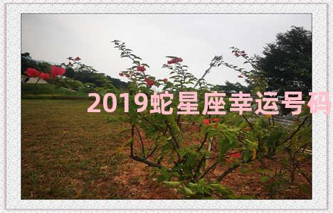 2019蛇星座幸运号码