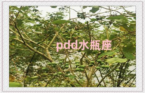 pdd水瓶座