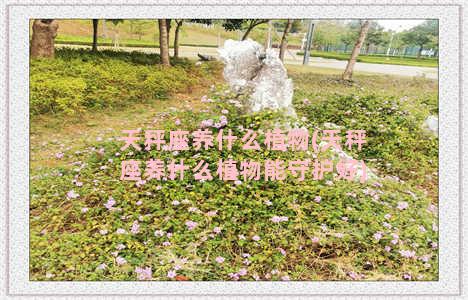 天秤座养什么植物(天秤座养什么植物能守护好)