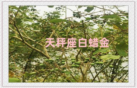 天秤座白蜡金