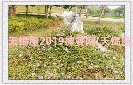 天蝎座2019神婆网(天蝎座2019年运势)