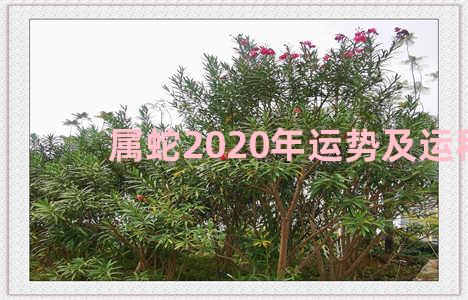 属蛇2020年运势及运程