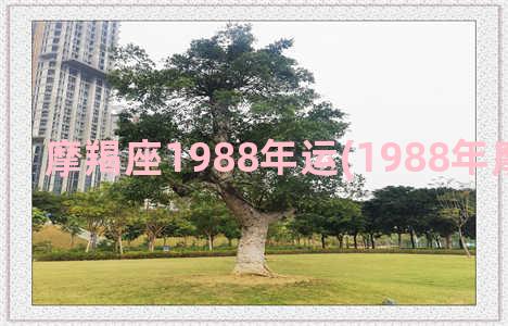 摩羯座1988年运(1988年摩羯座女人)